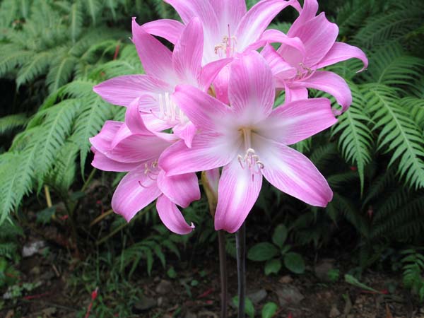 flower001