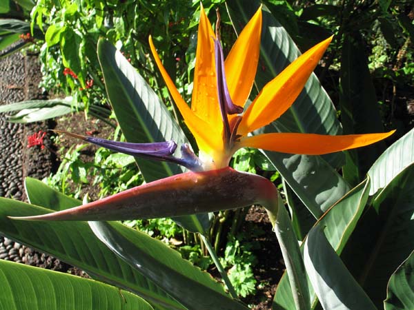flower002