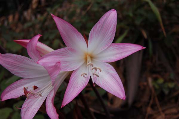 flower003