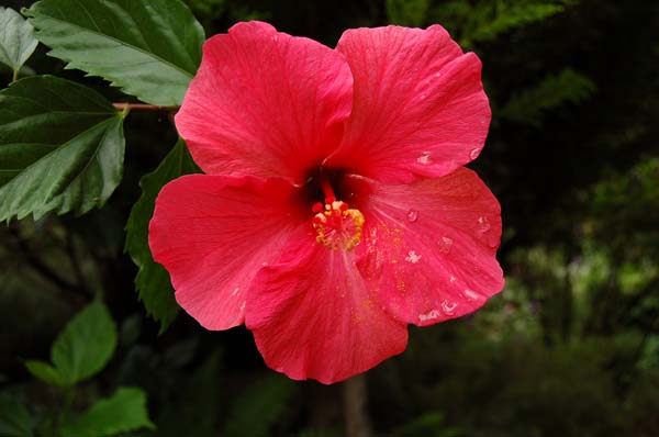 flower004