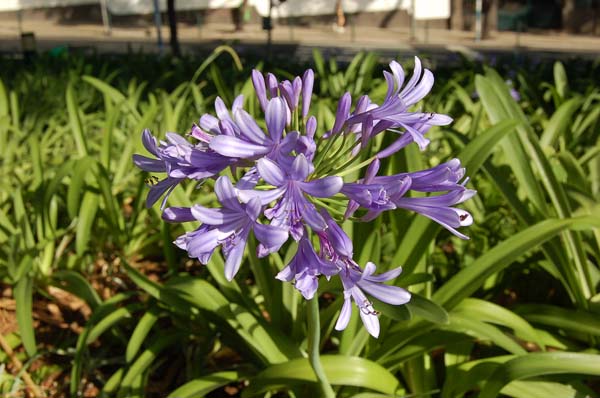 flower006