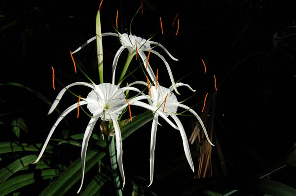 flower007