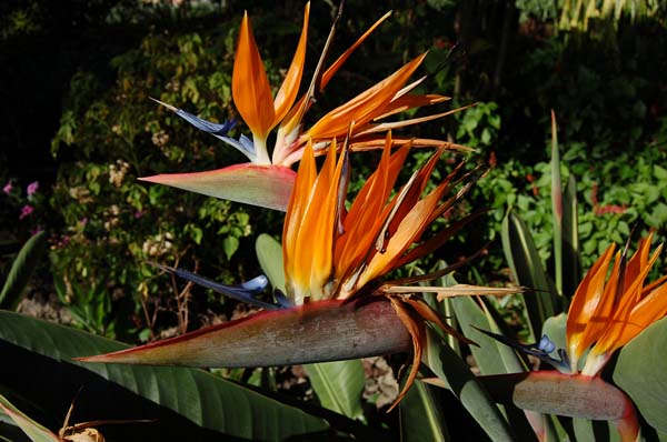 flower008