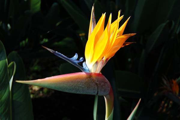 flower009