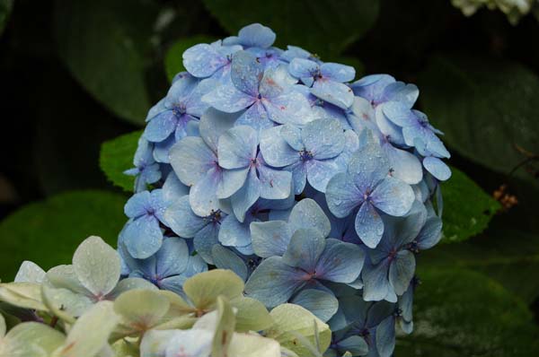 flower010