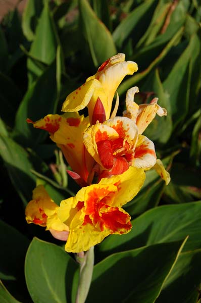 flower012