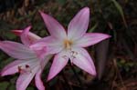 flower003