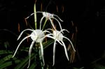 flower007