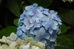 flower010
