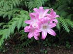 flower011