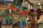 funchal011