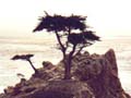 "The lone cypress" auf dem 17-Mile-Drive