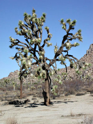 Joshua Tree