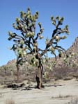 Hier gehts zu den Fotos des Joshua Tree NP's