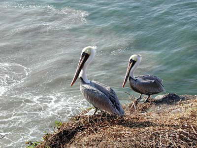 Pelikane