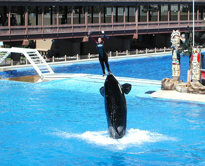 Shamu-Show
