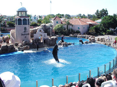 Delphin-Show