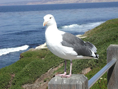 M&ouml;we