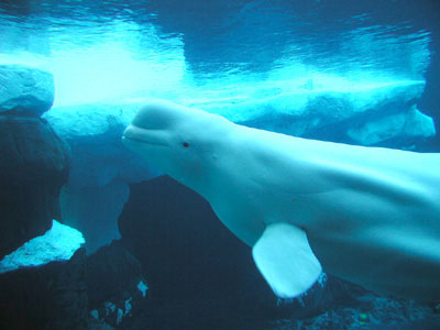 Delphin