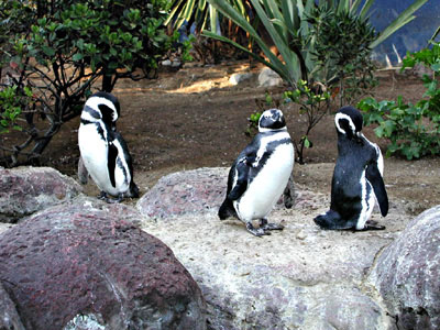 Pinguine