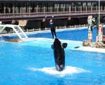 Hier gehts zu den Fotos von Sea World