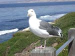 M&ouml;we
