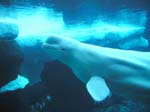 Seaworld