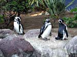 Pinguine