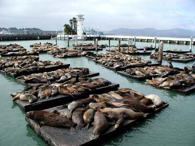 Seel&ouml;wen am Pier 39
