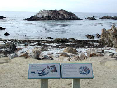 Bird Rock