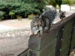Ein Bewohner des Golden Gate Parks