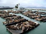 Seehunde am Pier 39