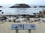 17-Mile Drive(Bird Rock)