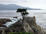 Lone Cypress
