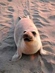 Seehund
