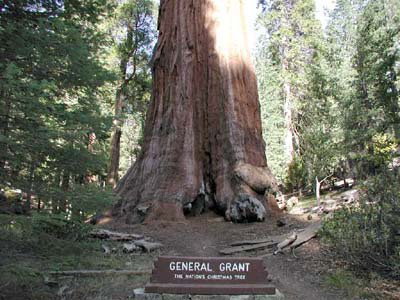 General Grant-The Nation's Christmas Tree