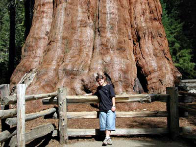 General Sherman Tree