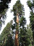 Hier gehts zu den Fotos des Sequioa & Kings Canyon NP's