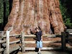 Vorm General Sherman Tree