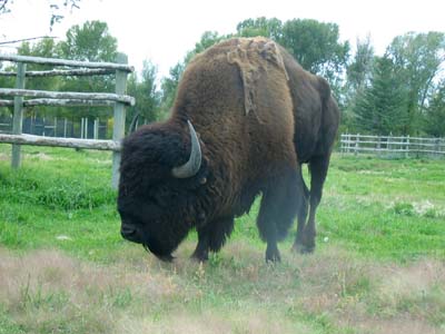 Bison