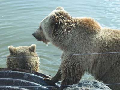 Grizzly B&auml;ren