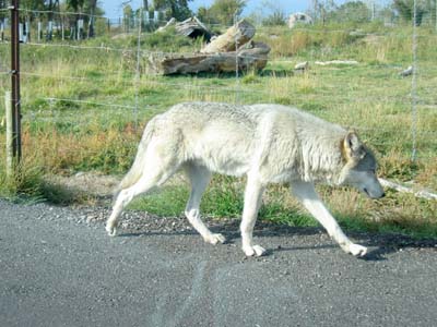 Wolf