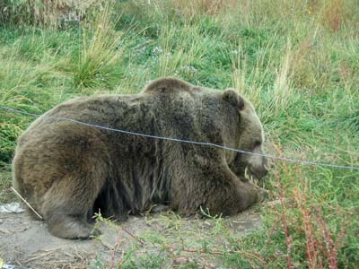 Grizzly B&auml;r