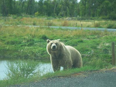 Grizzly B&auml;r