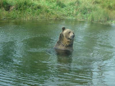 Grizzly B&auml;r