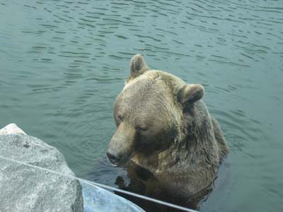 Grizzly B&auml;r