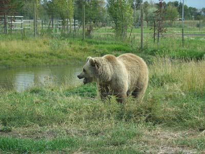 Grizzly B&auml;r