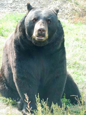 Schwarzb&auml;r
