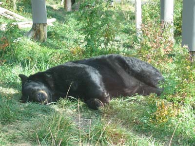 Schwarzb&auml;r