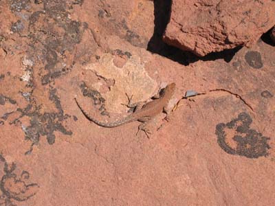 Lizard